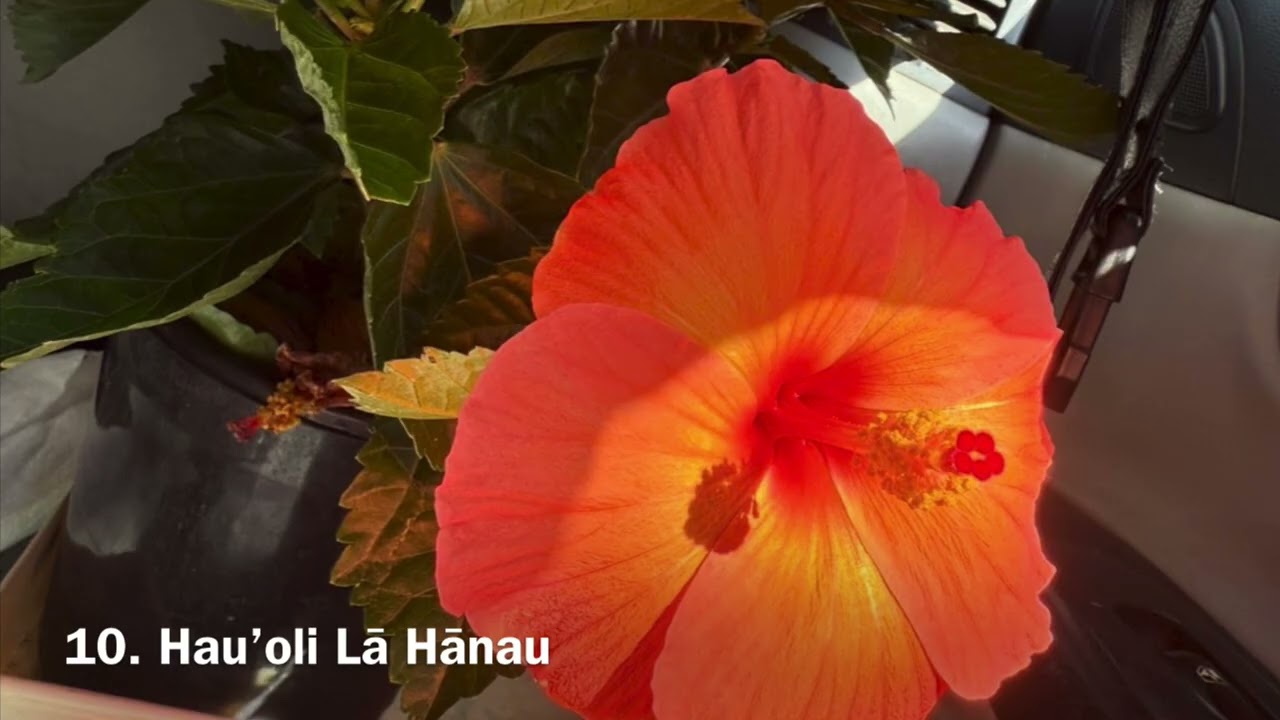 10. Hau’oli Lā Hānau 