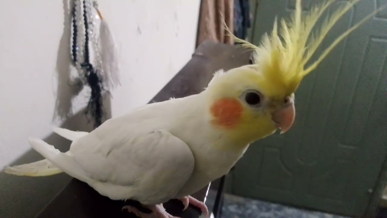 Beautiful love birds 