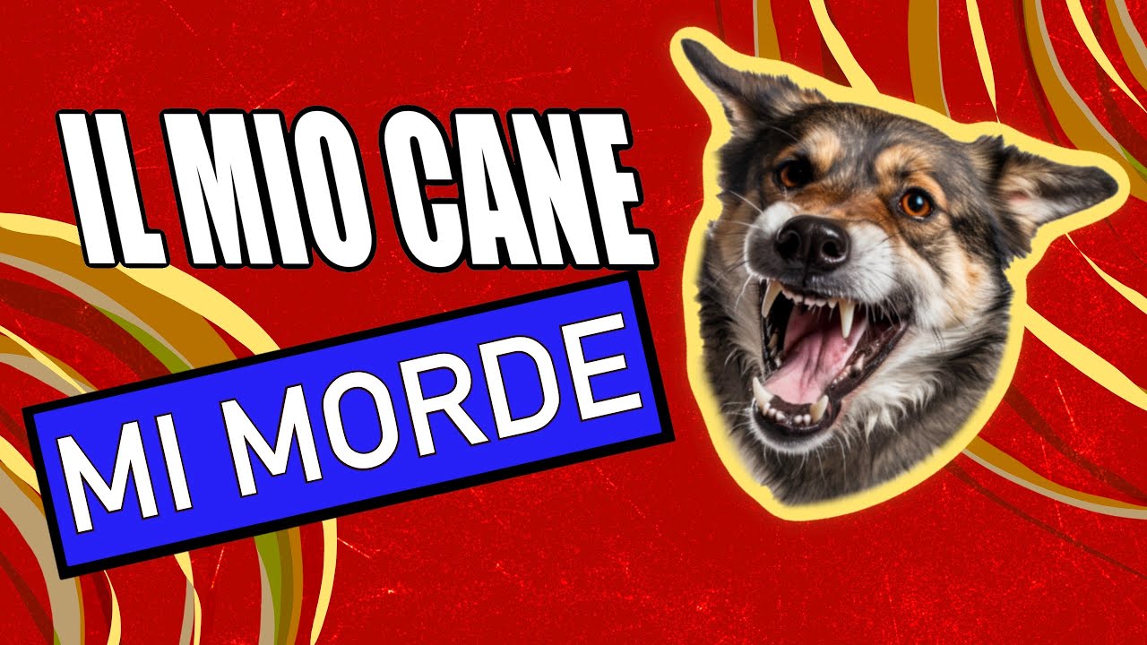 Perchè un cane morde il proprietario?