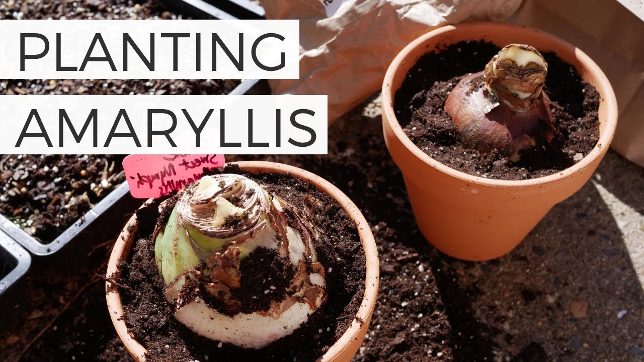 Planting Amaryllis Bulbs in Pots for Christmas // Forcing Amaryllis Bulbs to Bloom