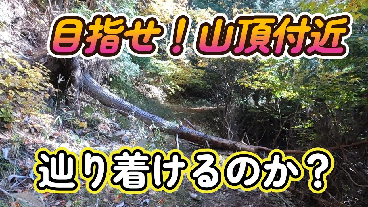 林道を辿って山頂に近づけるのか？複雑な林道ルートが存在する山に挑む！