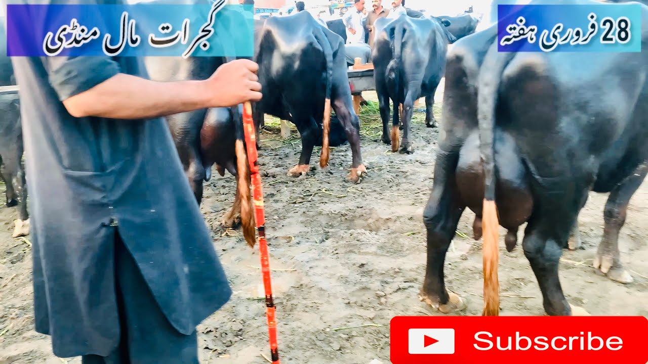  گجرات مال منڈی غازی چک بفلو اینڈ کاؤ فار سیل ان منڈی اینڈ اپڈیٹ ریٹس 🐮
