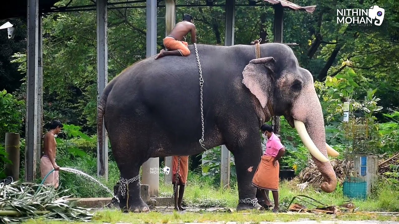 വടക്കുംനാഥ ക്ഷേത്രസന്നിധിയിൽ എറണാകുളം ശിവകുമാറിനെ ആദരിക്കുന്ന ചടങ്ങ്