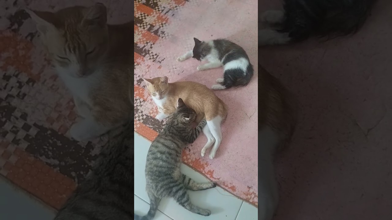 #cat