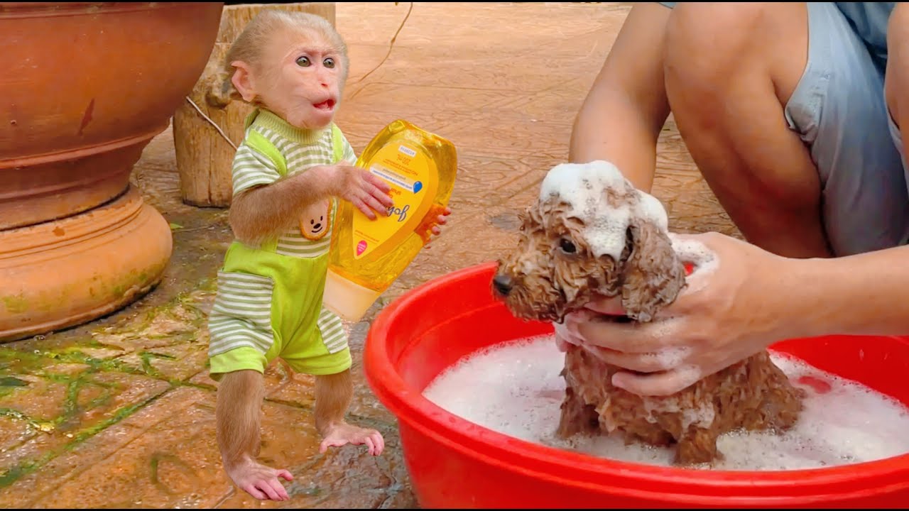 Lulu’s Special Love — Helping Dad Care for Bull Before Surgery