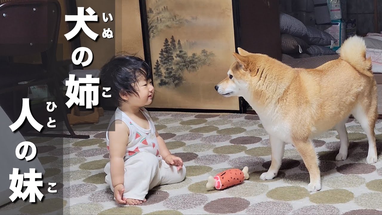 １歳児の興味の幅が広がり、構ってもらえなくなった姉柴犬の行動に涙
