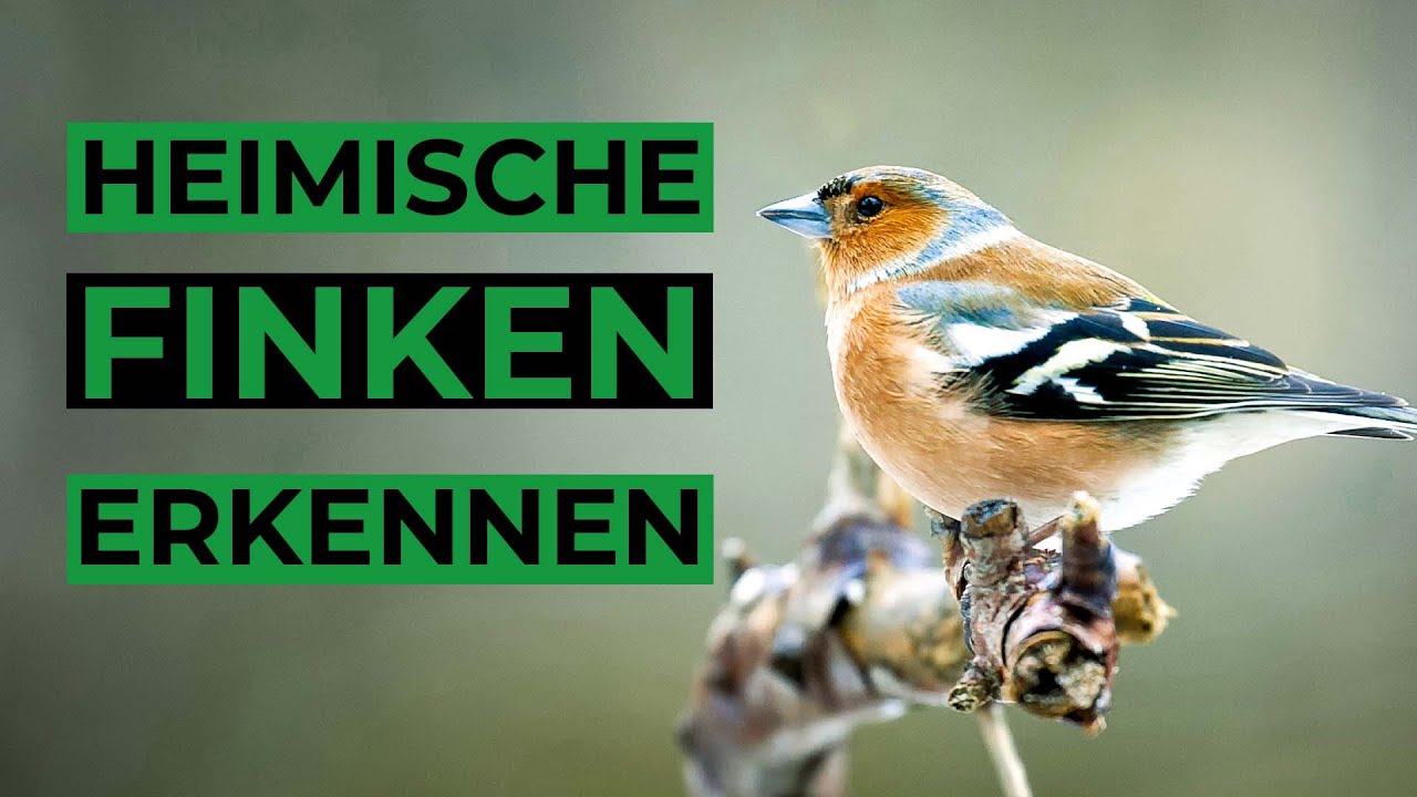 Heimische Finken und ihre Rufe erkennen