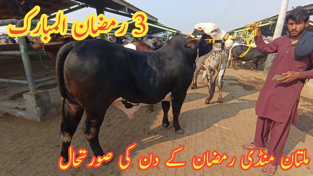 3 Ramdan Al Mubarak 🥰|| Multan Cow Mandi Saturday Updates 😍||@MultanAnimalLovers 
