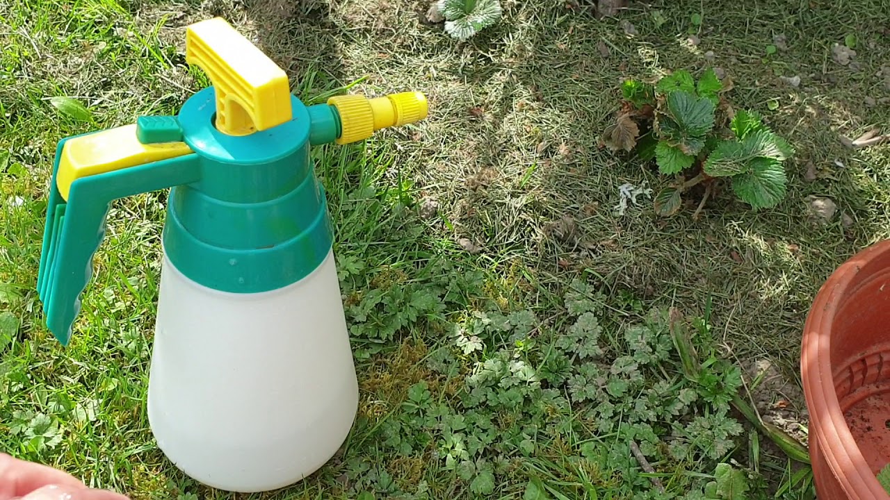 Blattläuse bekämpfen mit Naturmittel.