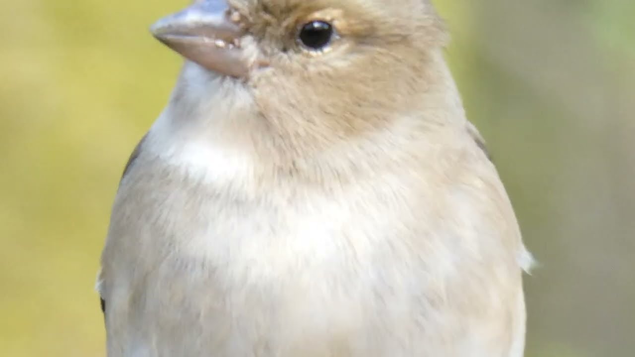 SPRING 2025 VISIT TO RSPB LOCHWINNOCH