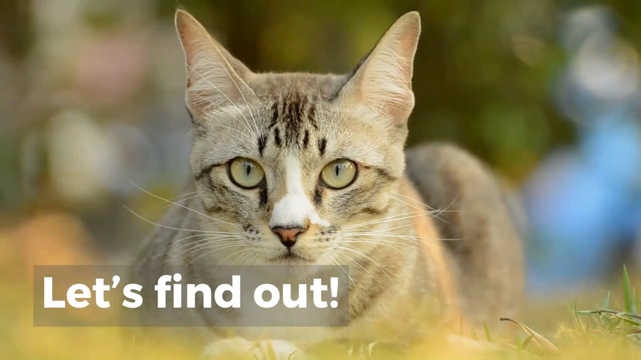 WHY DOES MY CAT JUST SIT AND STARE AT ME