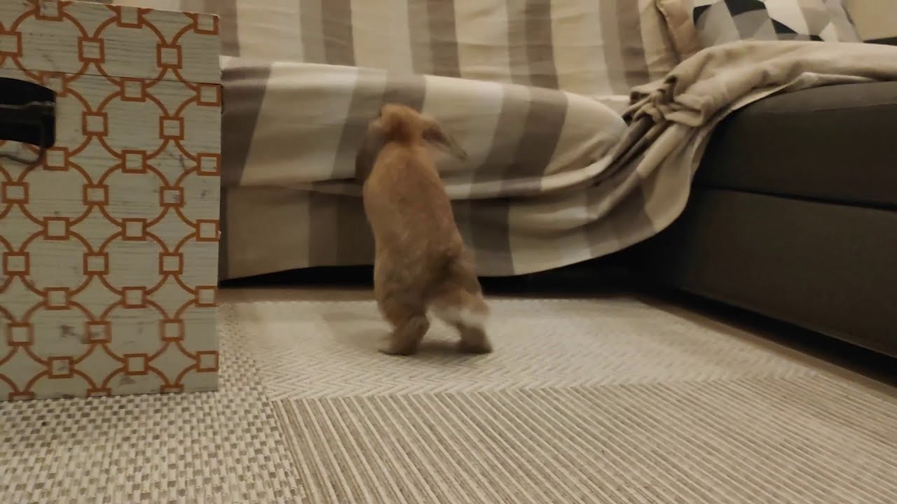 Coniglio ariete nano saltella felice per il salotto!