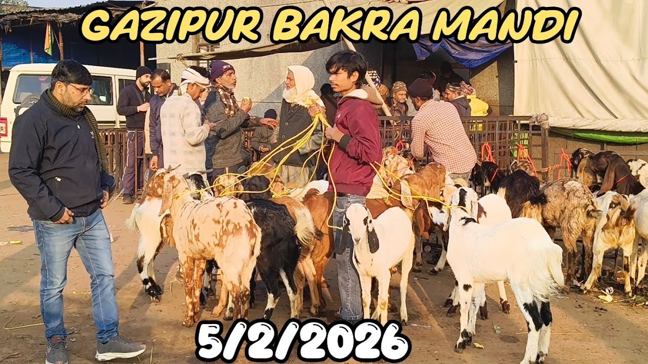 Gazipur Bakra Mandi live update 5/2/2026 delhi