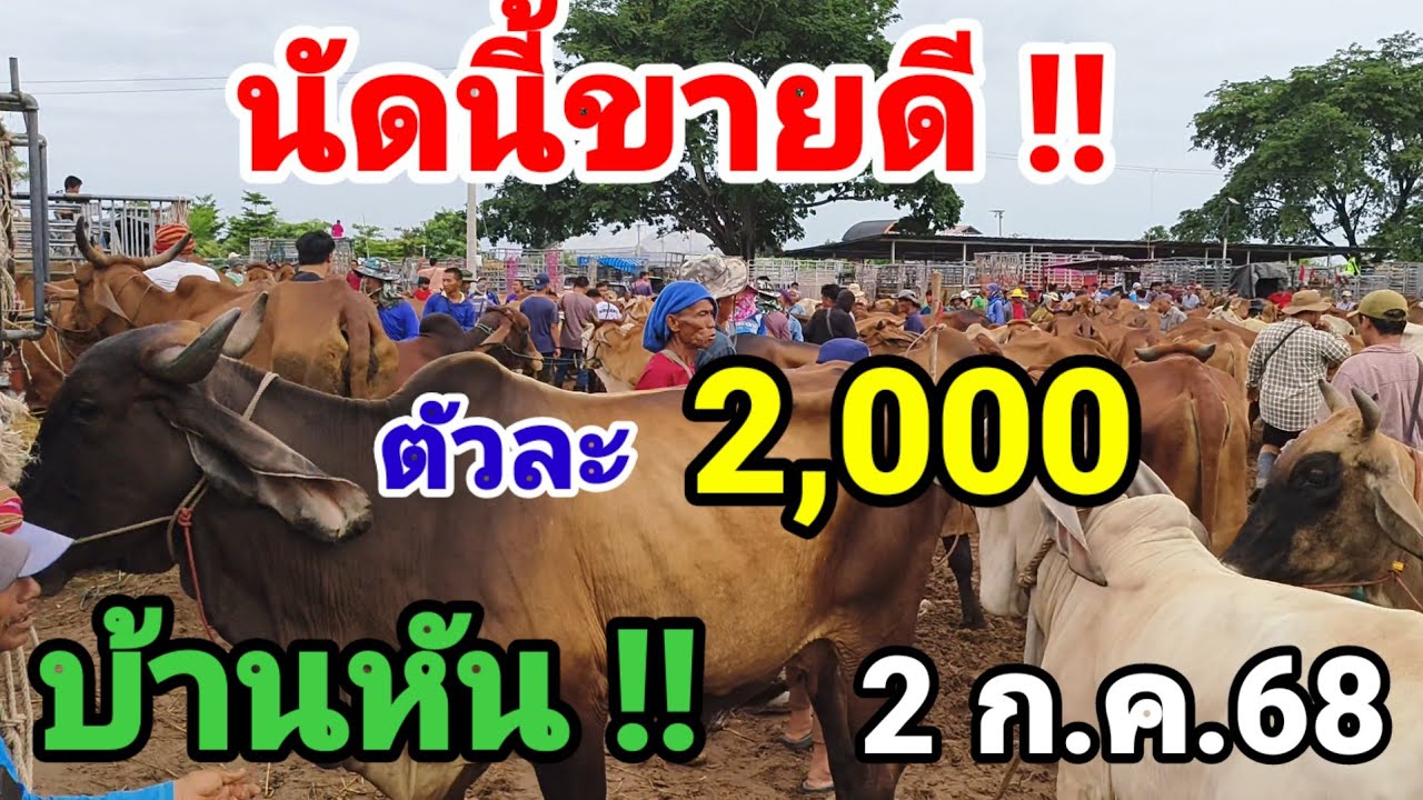 ตลาดบ้านหัน มหาสารคาม นัดนี้ตัวใหญ่ขายดี  ตัวเล็กต่ำสุด 2000 นาทีทองของคนซื้อ
