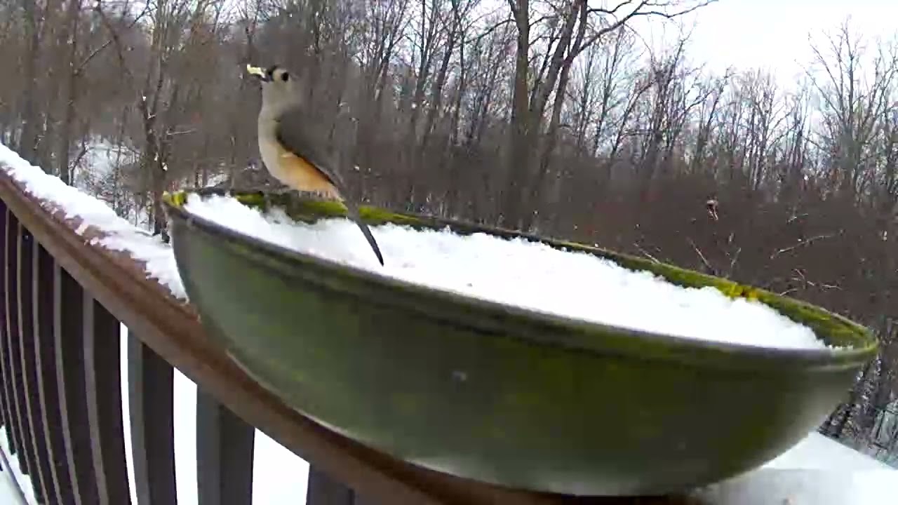 A pair of cute titmice were digging food in snowy day.