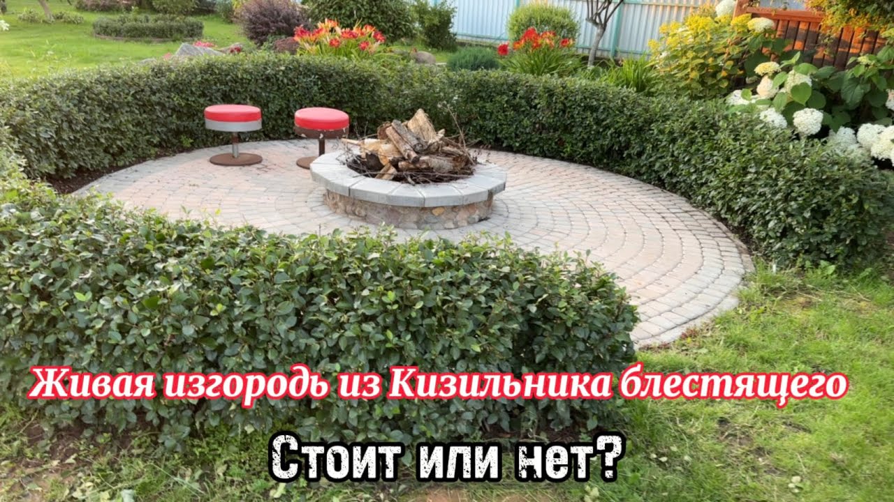 Живая изгородь из Кизильника блестящего! / стоит или нет?