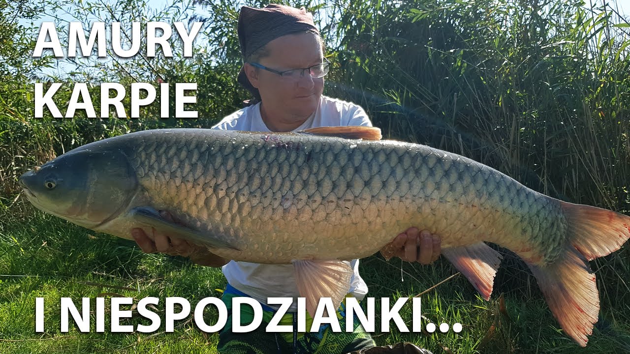 Amury 15+, karpie i niespodzianki.