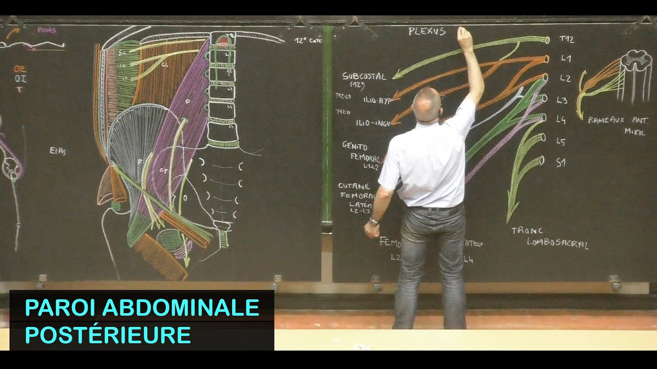Anatomie de la paroi abdominale postérieure (Parois de l'abdomen 5)