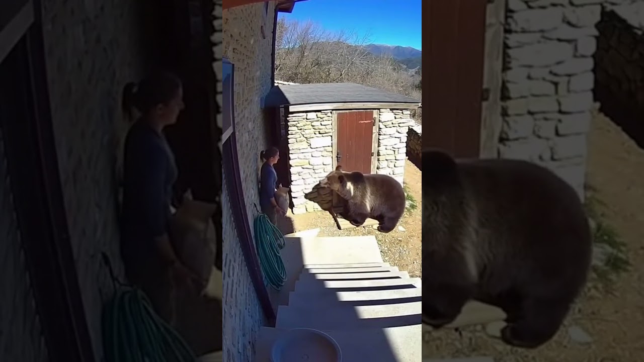 Marsican Brown Bear Returns and Pins Woman by Generator Shed #brownbear