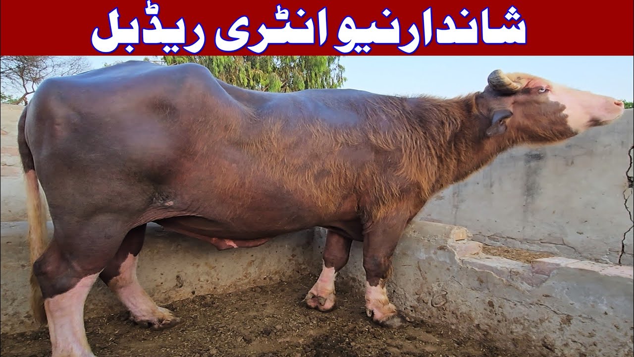 new intery red Bull | buffalo breeding farm | buffalo farming in Pakistan | dairy farming | buffalo