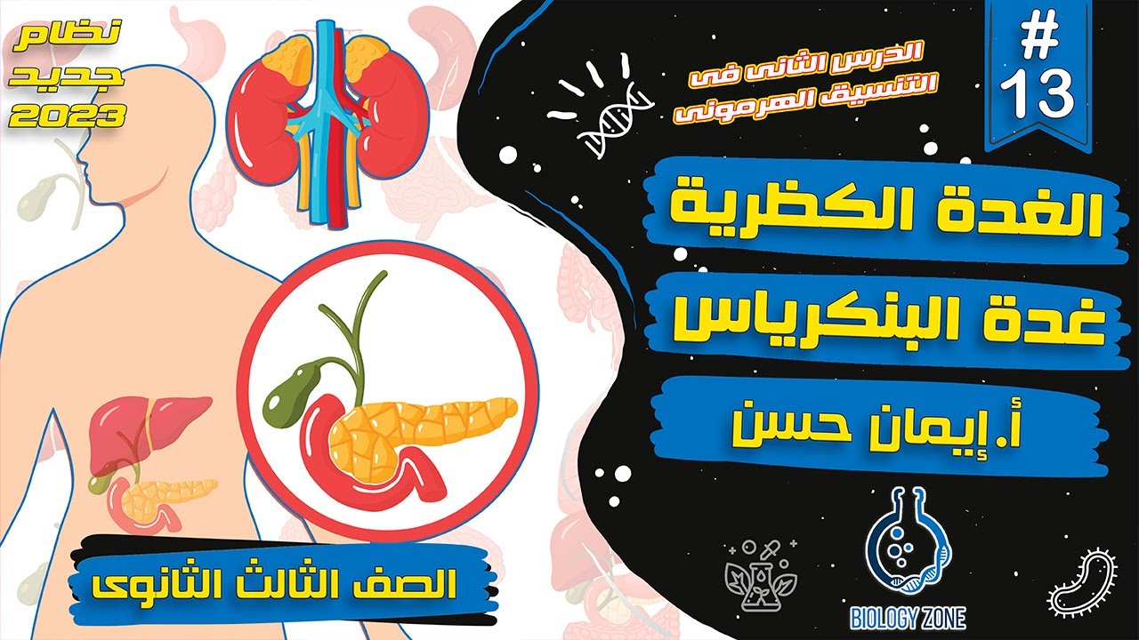 #13 | شرح شرح الغدتان الكظريتان و غدة البنكرياس ( شرح التنسيق الهرموني )  | احياء تالته ثانوي 2023