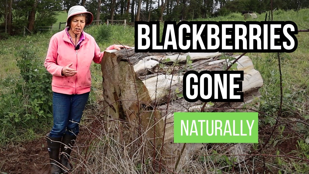 Blackberries Gone — Using Nature, Not Chemicals