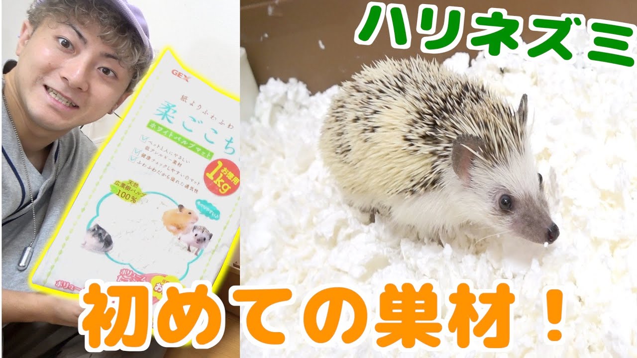 （嫌がる⁉︎）たぬちゃんの部屋を新しくしたら反応が可愛すぎたww