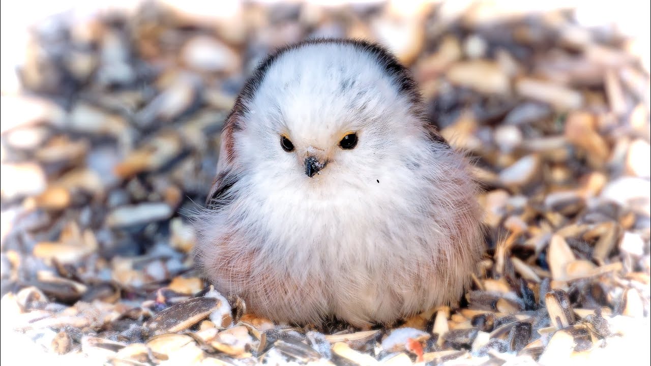 Длиннохвостая синица. Long-tailed Tit. (Aegithalos caudatus). Январь. January.