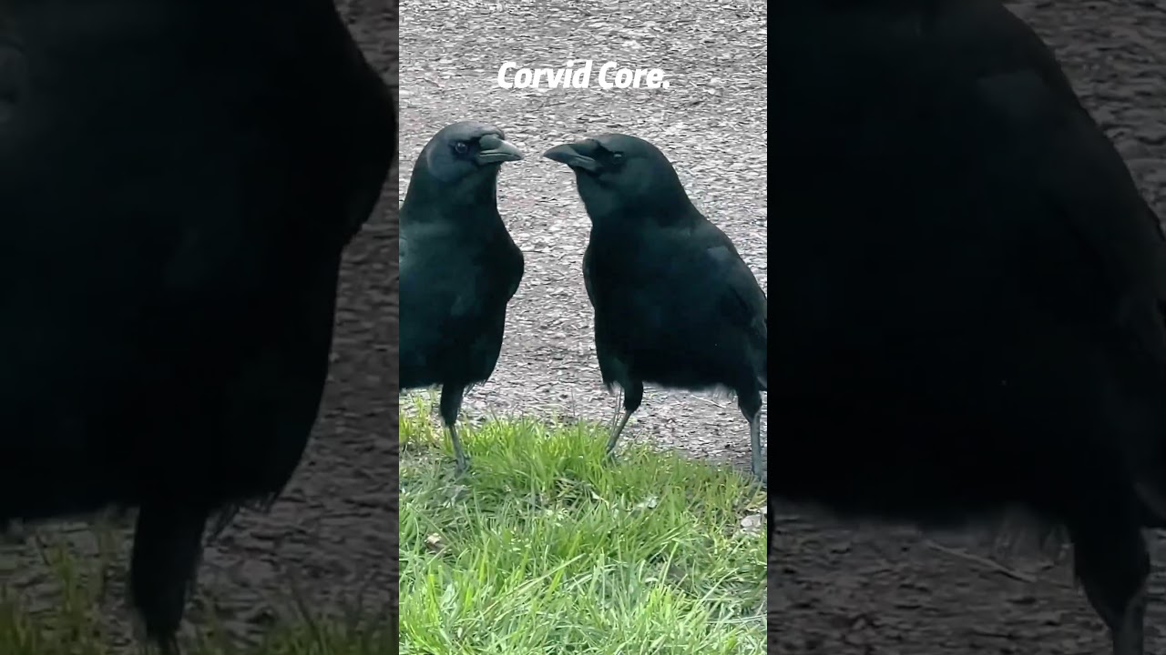 Corvid Core #funny#crow #birds  #corvidlife #amazingshorts #edit