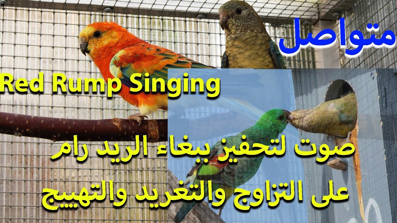صوت تحفيز الريد رام على التزاوج والتغريد والتصفير