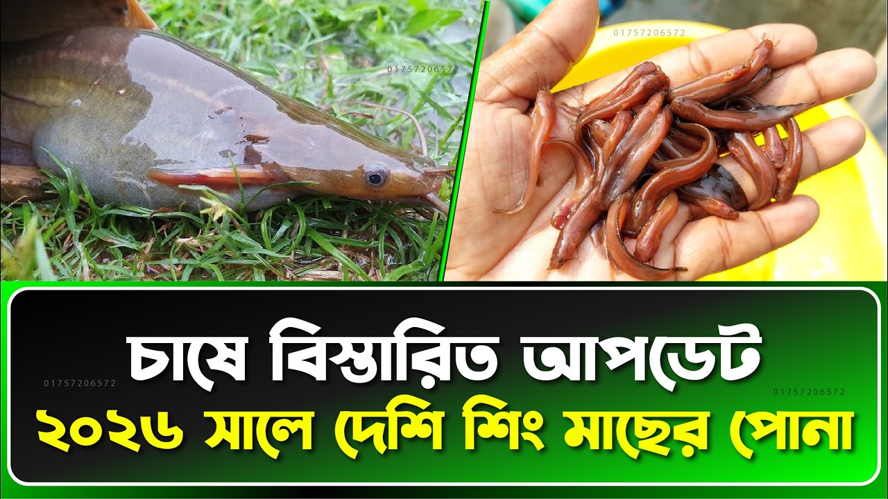 🌱 Low Investment এ দেশি শিং মাছের পোনা চাষ | 2026 Updated Method 📈