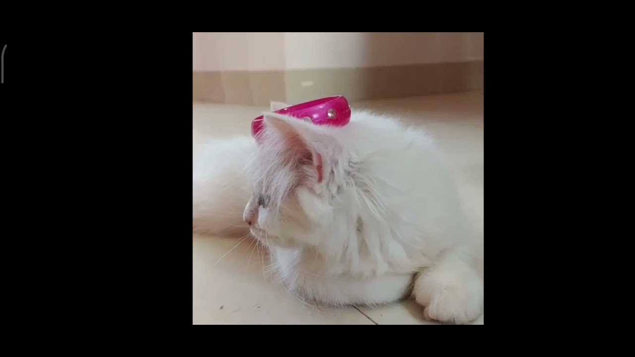 CUTE CAT PRINCESS 💓💓