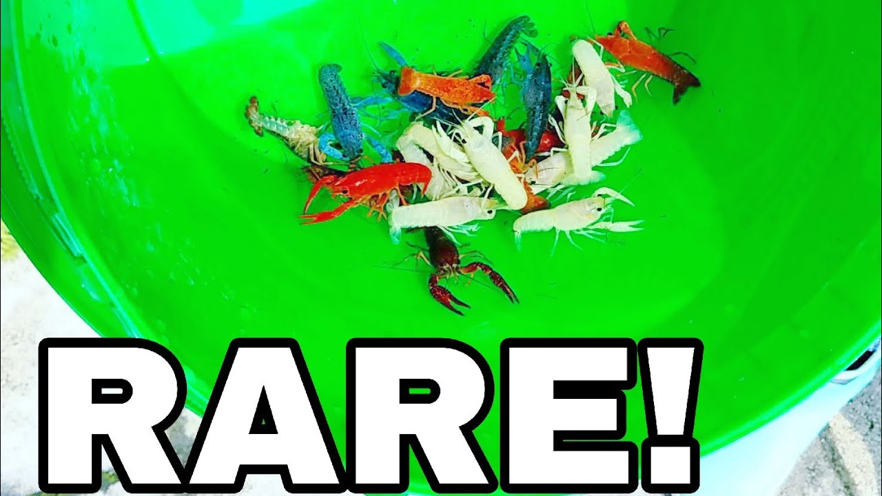 Breeding Farm for RARE Colorful Mini LOBSTERS!