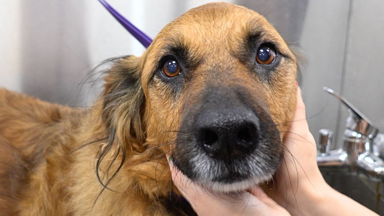 This German Shepherd/Golden Retriever might be the sweetest dog who ever lived ❤️