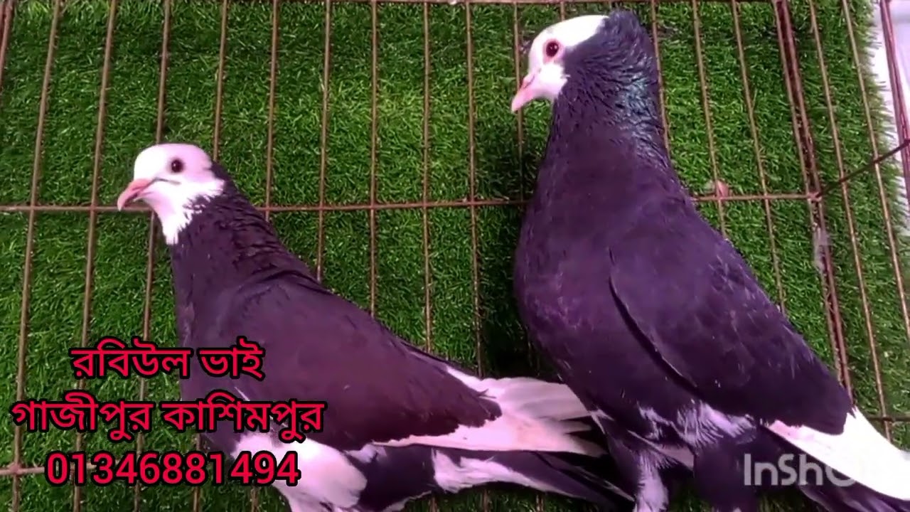 কালো কালারের টপ কোয়ালিটির কালারিং রাজ গোল্লা কবুতর কিনুন কমদামে 