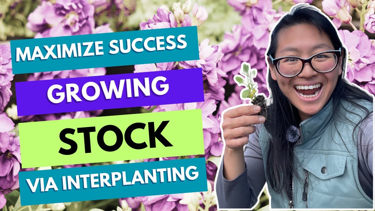 Growing stock (Matthiola incana): Interplanting for success!