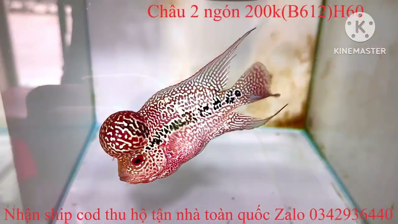 22/12/2025 báo giá lô cá đẹp cho ae chơi Tết Zalo 0342936440 la Hán Tân Phạm 