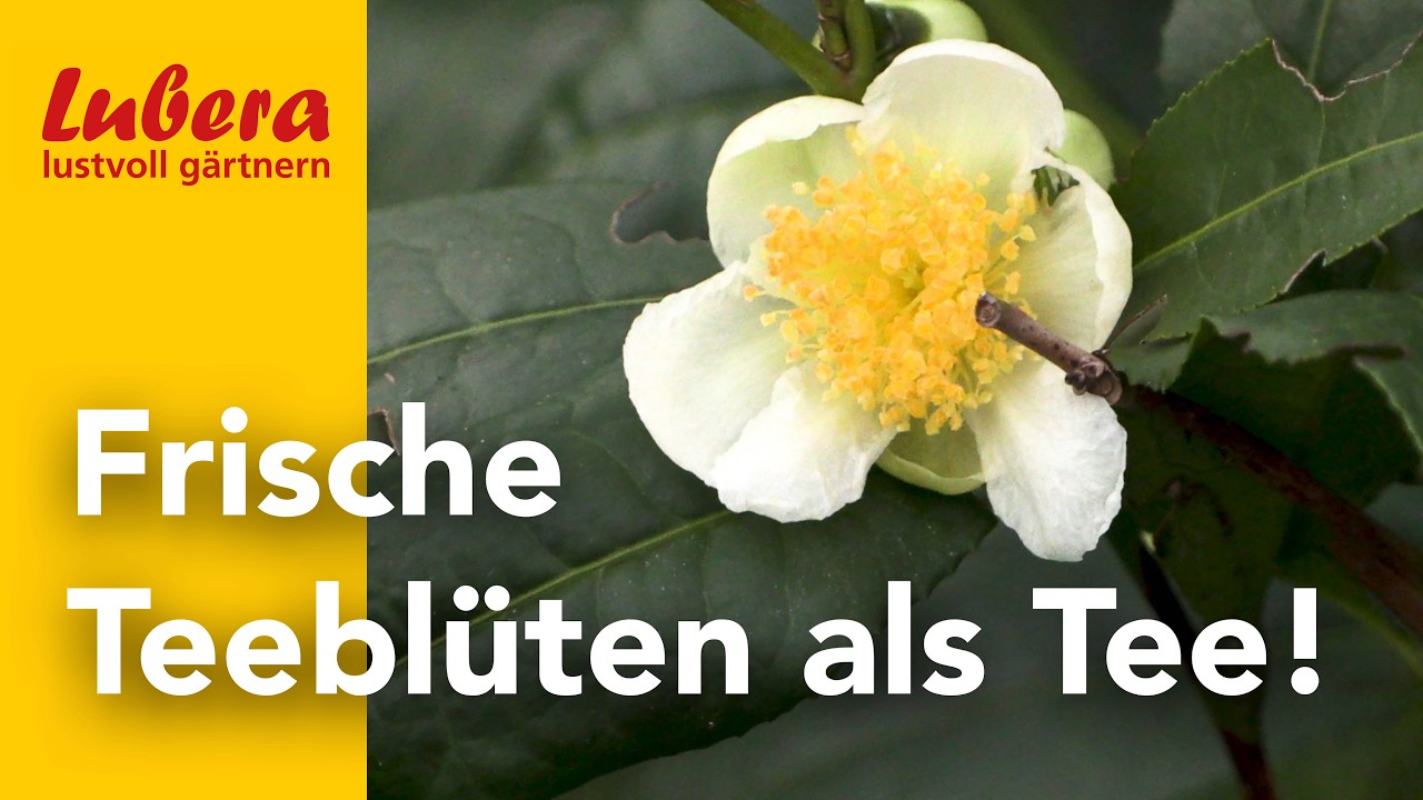 Frische Teeblüten als Tee: Die frischen Blüten des echten Tees Camelia sinensis im Geschmackstest