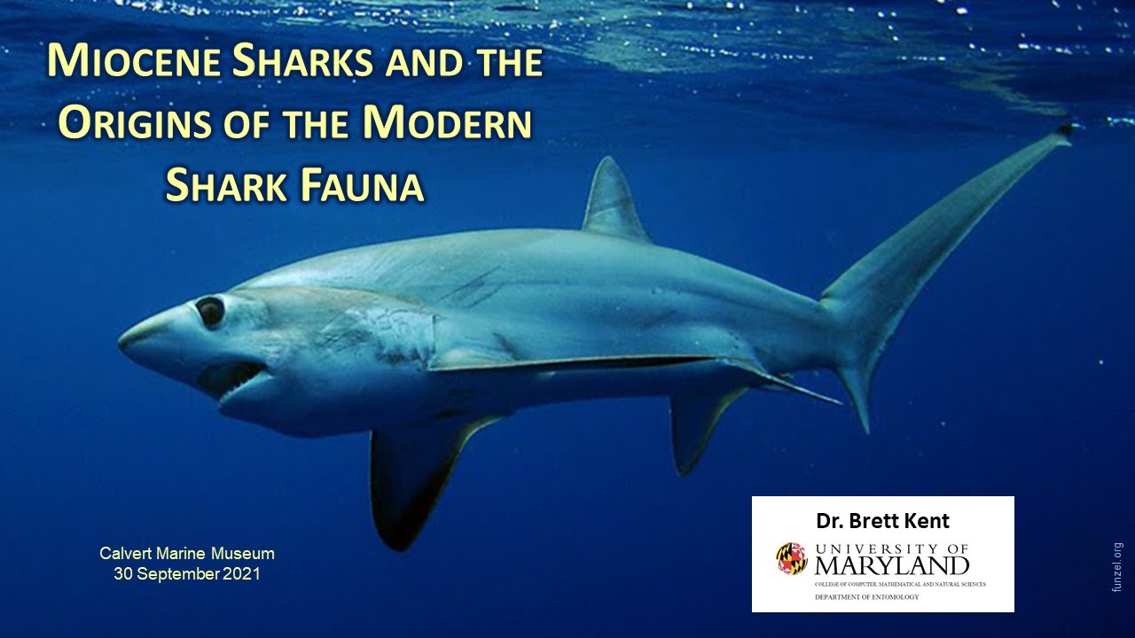 Miocene Sharks and the Origins of the Modern Shark Fauna presented by Brett Kent on 09/30/2021