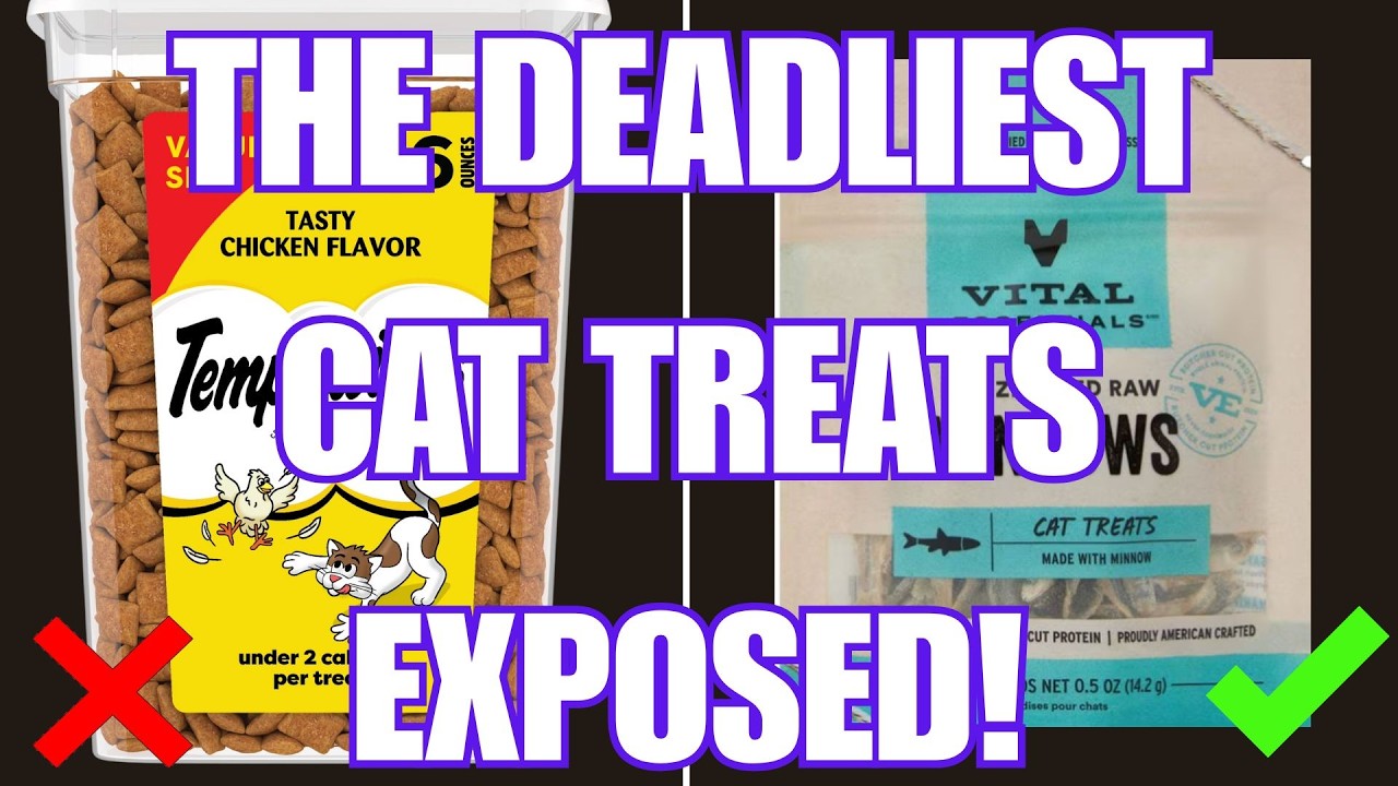 DON’T Give Your Cat These 8 Treats (And 4 That Are Actually Safe)