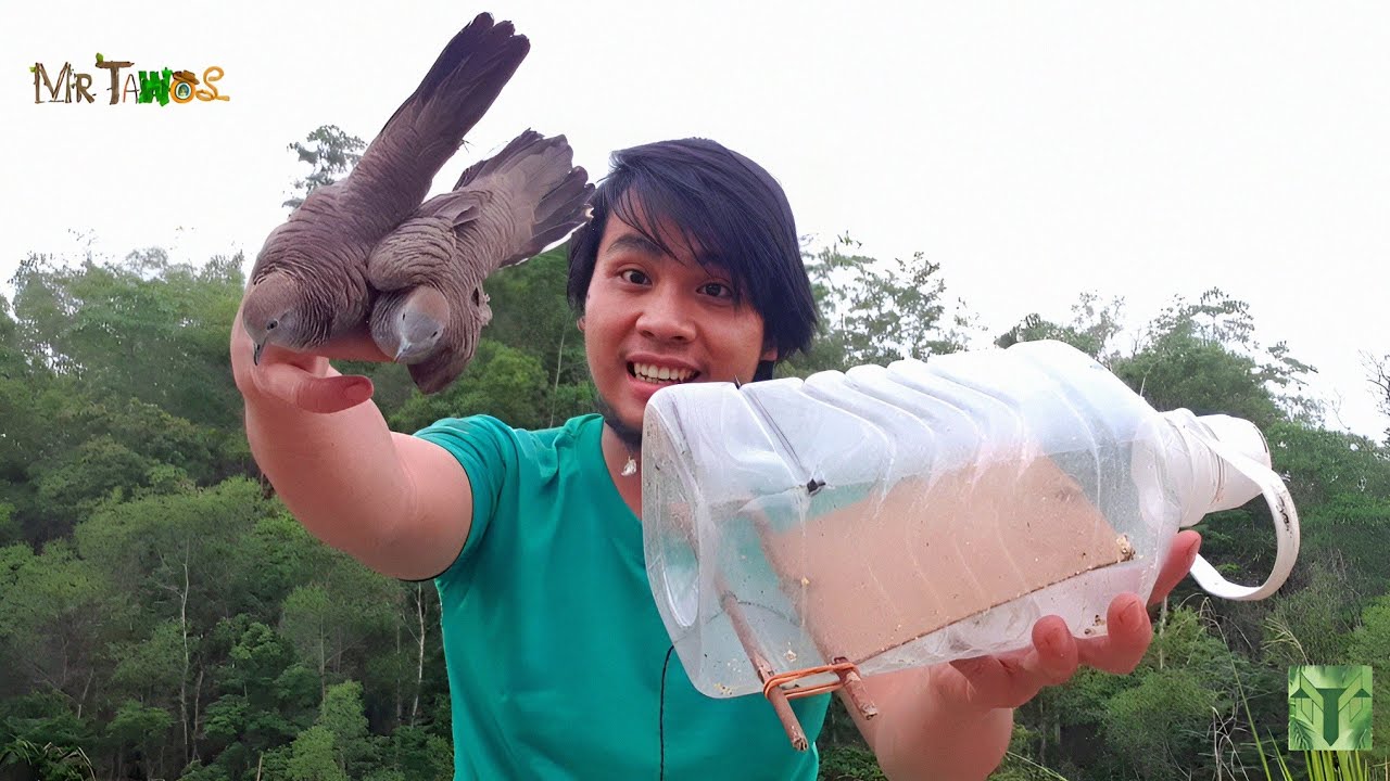 Cara membuat perangkap burung merbuk/perkutut mengunakan bekas botol minyak, dapat 2 poin.