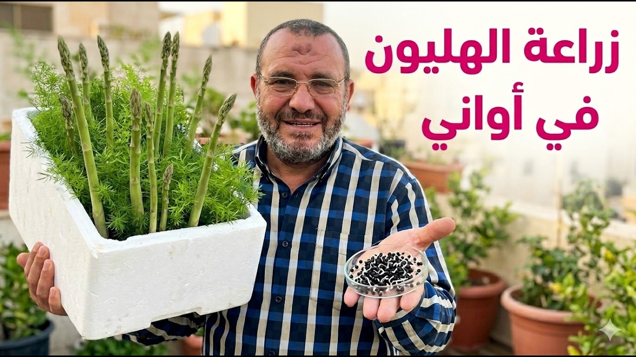 كيف تزرع الهليون في أواني صغيرة فوق سطح المنزل؟ دليل كامل للمبتدئين  نتائج مبهرة فوق السطح!