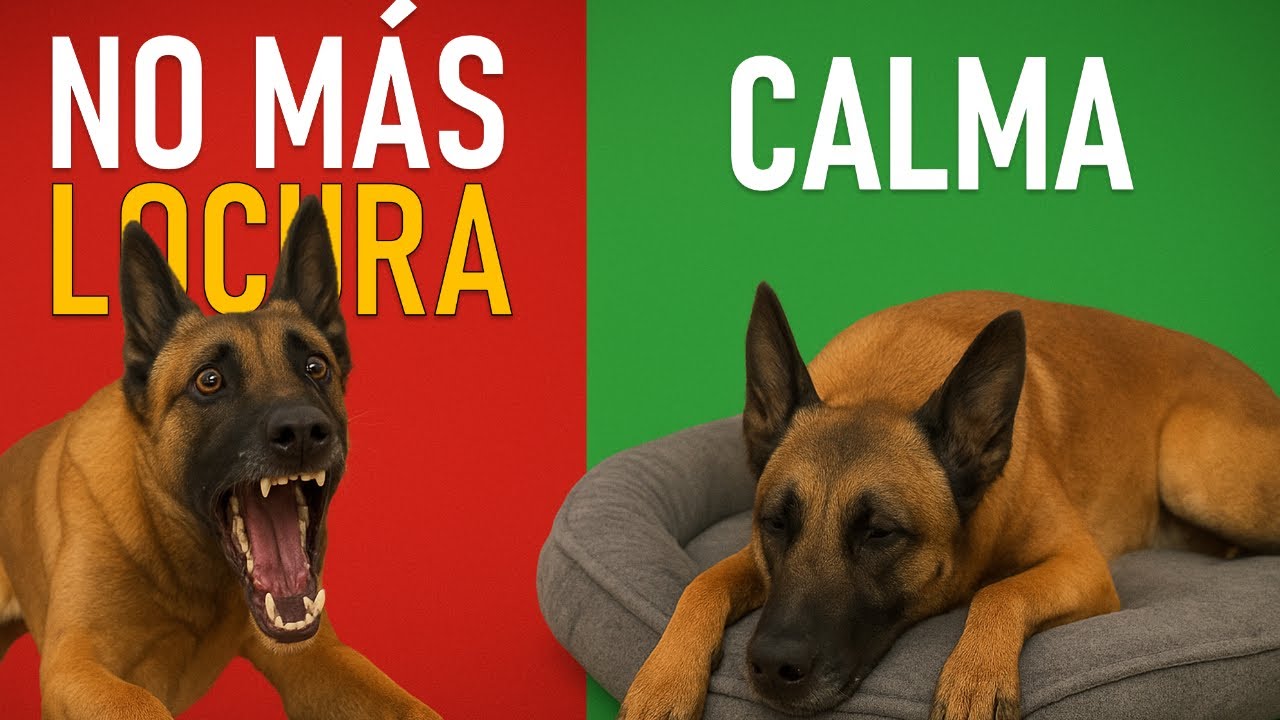 Cómo lograr que tu malinois tenga autocontrol