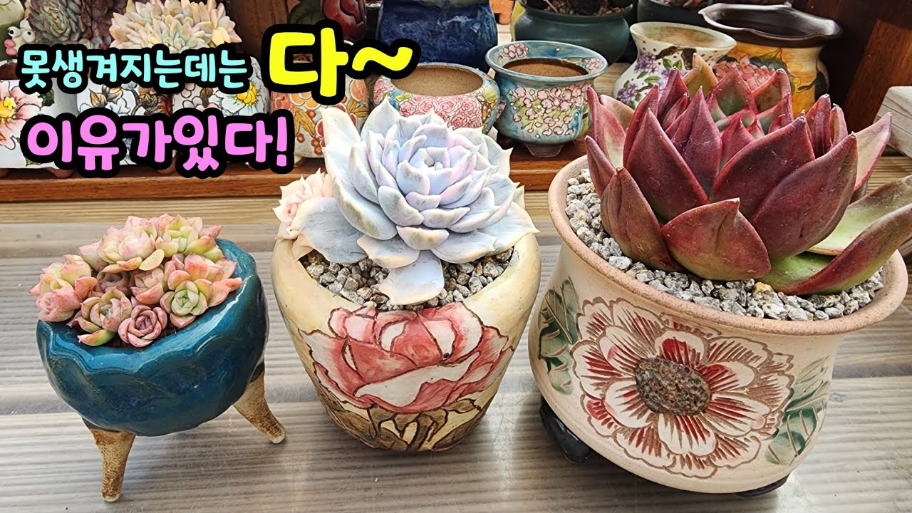 260221 못생겨지고크지못하고!목대.뿌리에문제가있네요😅