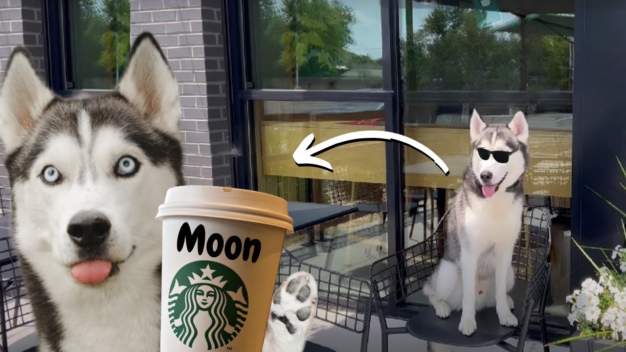 Finding my husky at Starbucks