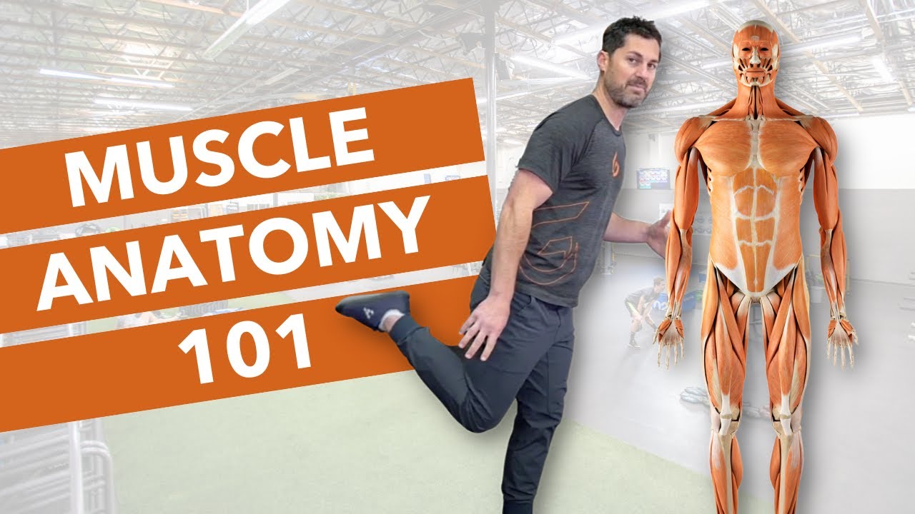 Muscle anatomy of the human body - what you were probably taught WRONG!
