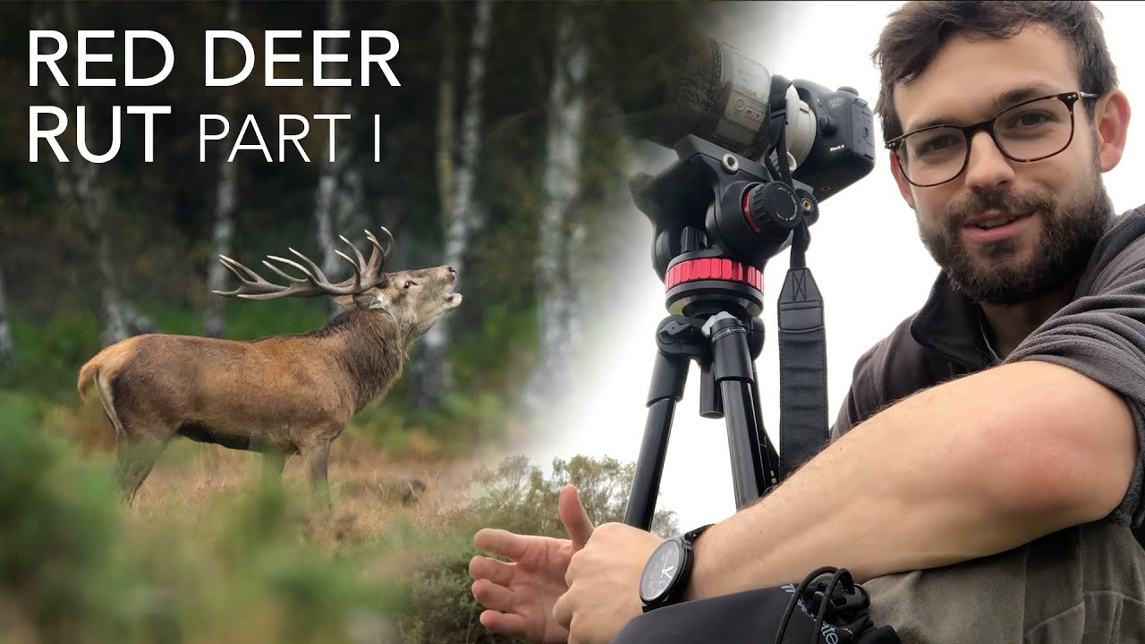Photographing the Red Deer Rut in the UK - Part 1