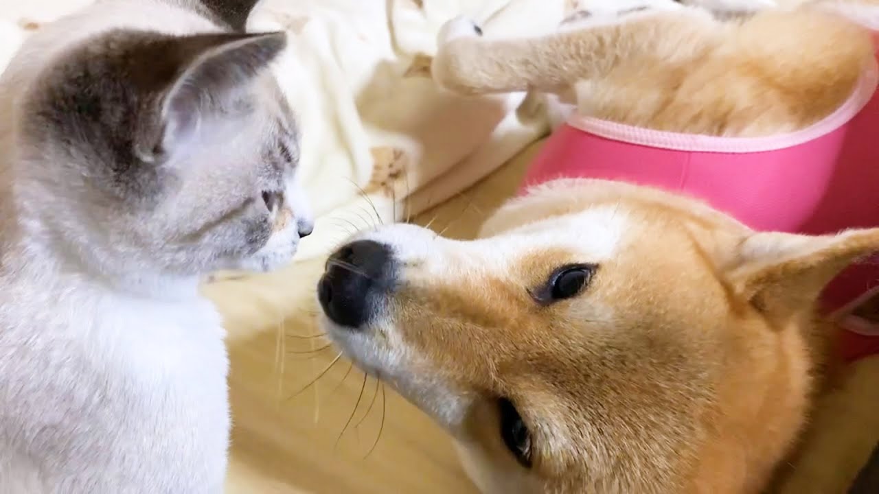 保護子猫リノ　遊びの途中でも柴犬ママに甘えに行く子猫♥