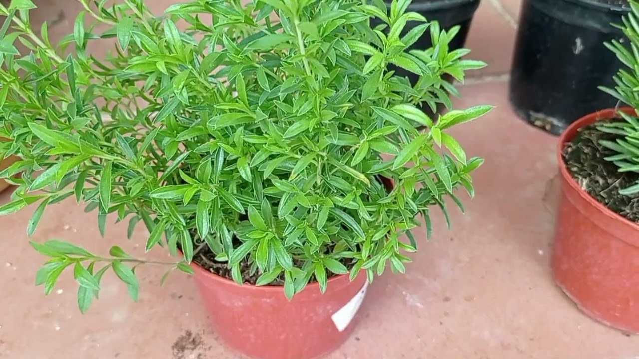 Plantando AJEDREA. Plantas aromáticas en el Huerto casero.
