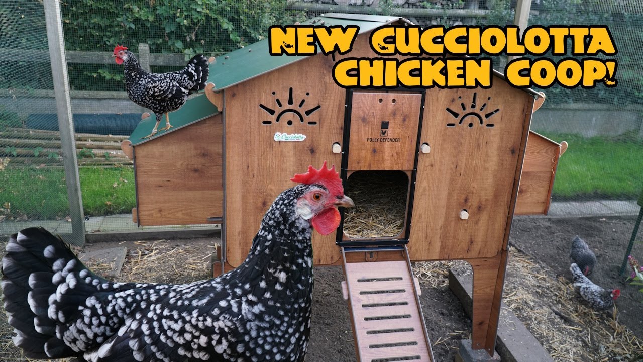 Новый курятник Cucciolotta